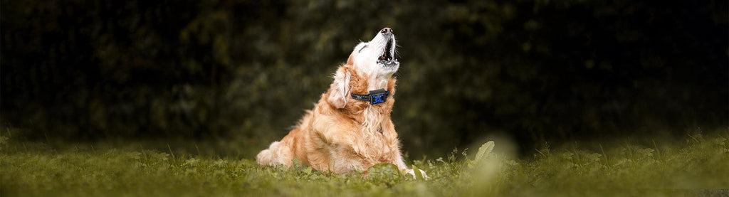 Anti Bark Collars - RanchBoost