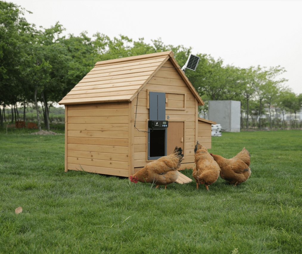 chicken-essentials