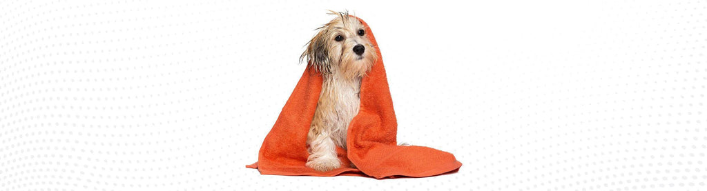 Dog Grooming - RanchBoost