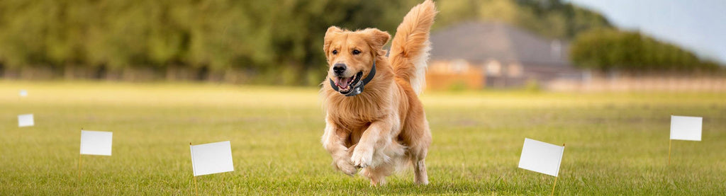 Electric Dog Fencing - RanchBoost