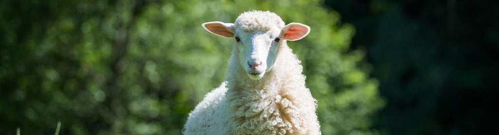 Electric Sheep Sheers - RanchBoost