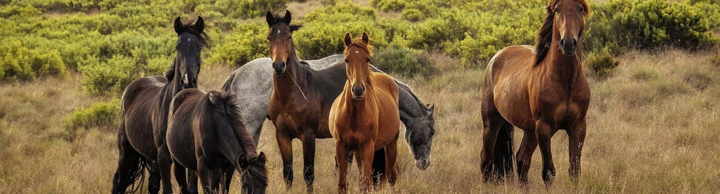 Horse Clipping Shears - RanchBoost