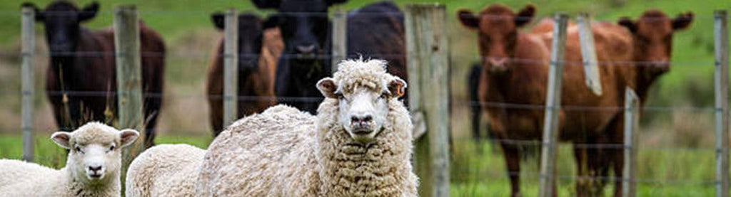 Livestock - RanchBoost