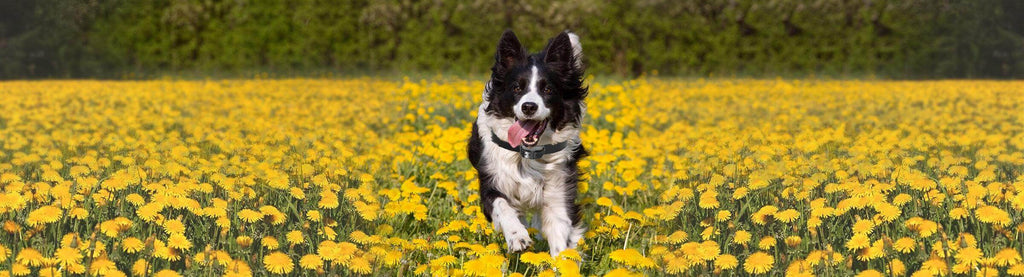 Remote Dog Trainers - RanchBoost