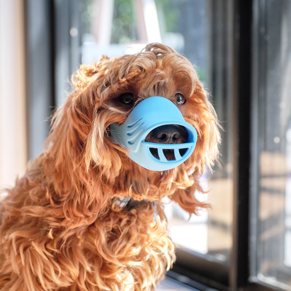 small dog muzzle