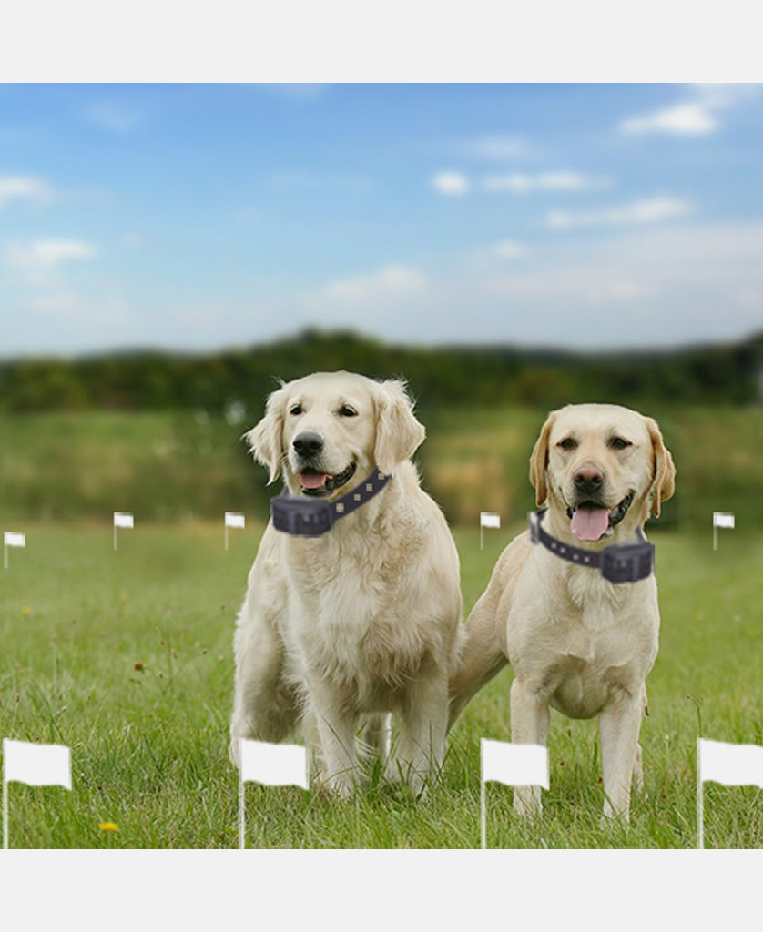 training flags electric dog fence system