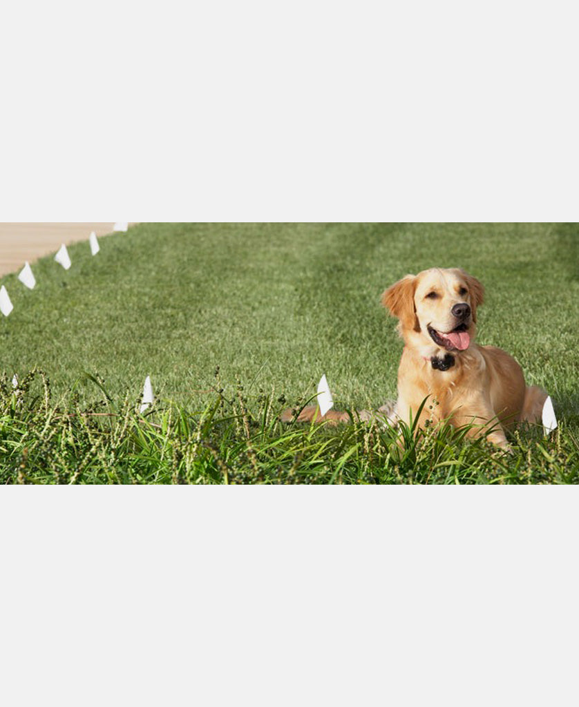 training flags electric dog fence system
