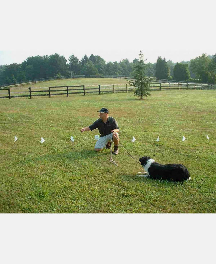 training flags electric dog fence system